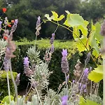 Garden Of Eden - Appartamento Sveti Vlas